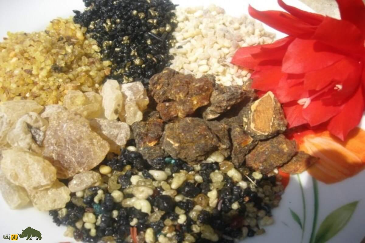 عنبرسائل؛ درختی زینتی، دارویی و مقاوم برای اقلیم نیمهخشک | طلای خوشعطر فضای سبز ایران عنبرسائل؛ درختی زینتی، دارویی و مقاوم برای اقلیم نیمهخشک | طلای خوشعطر فضای سبز ایران