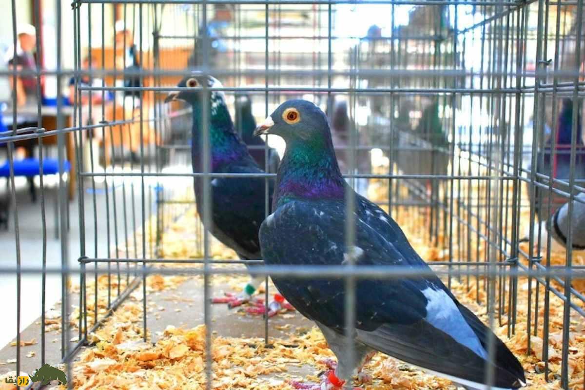 گران‌ترین پرنده جهان؛ کبوتری که ۱۷۱ میلیارد تومان روخته شد!