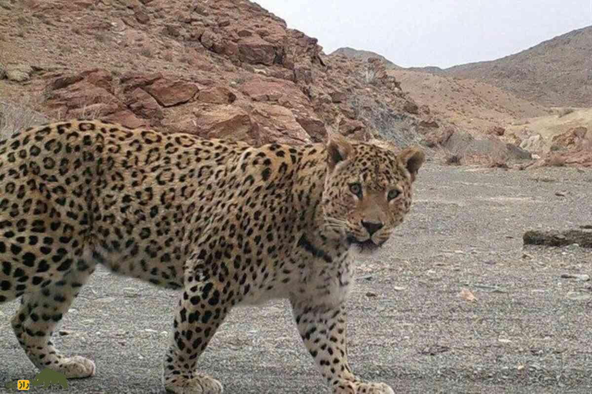 سگ سرابی یا پلنگ ایرانی؛ اگر رودررو شوند، کدامیک برنده است؟ سگ سرابی یا پلنگ ایرانی؛ اگر رودررو شوند، کدامیک برنده است؟