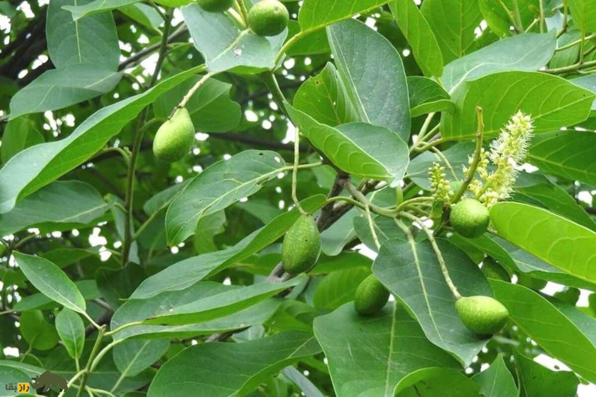 اهلیلج یا هلیله کابلی؛ گیاهی شفابخش برای درمان یبوست، تقویت چشم و تصفیه خون در طب سنتی ایران اهلیلج یا هلیله کابلی؛ گیاهی شفابخش برای درمان یبوست، تقویت چشم و تصفیه خون در طب سنتی ایران