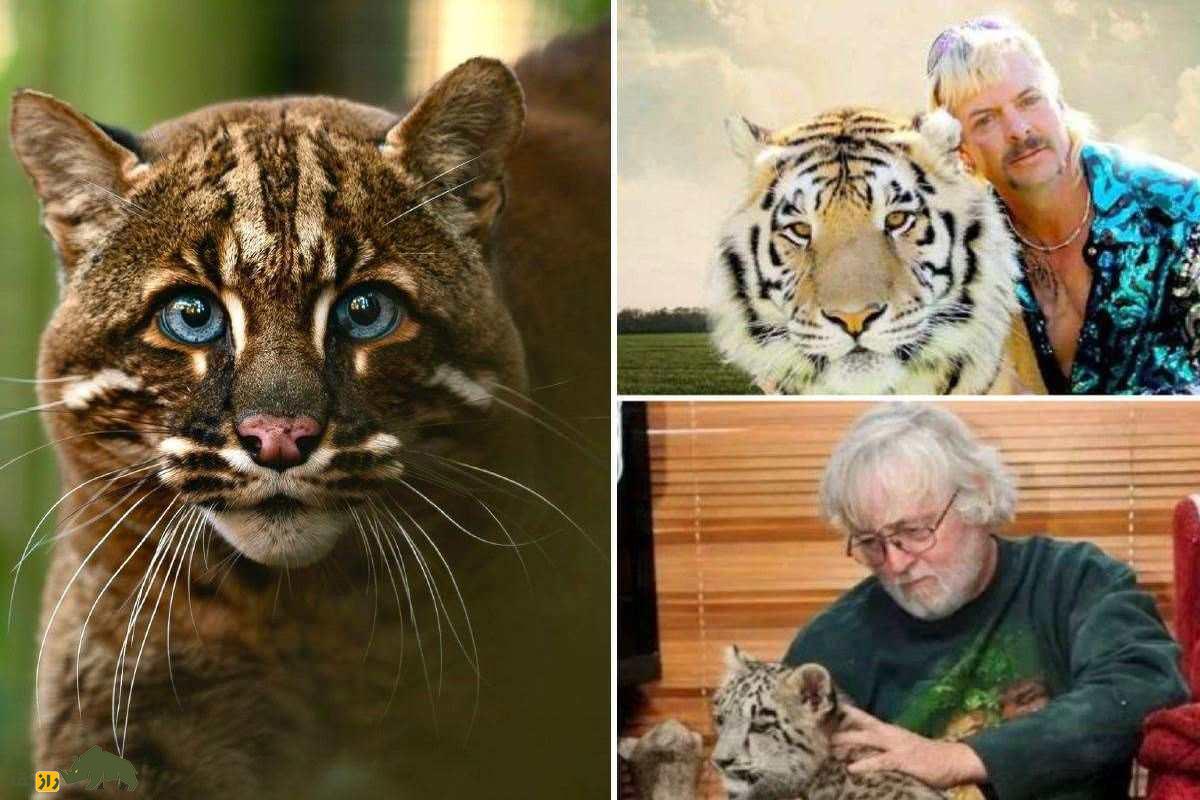 تری مور، Tiger King اروپا؛ خانهای که در آن لاشههای یوزپلنگها در فریزر وحشتناک پنهان بود تری مور، Tiger King اروپا؛ خانهای که در آن لاشههای یوزپلنگها در فریزر وحشتناک پنهان بود