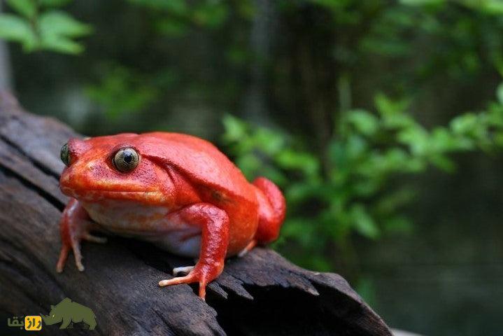 قورباغهی گوجهای؛ قورباغهای شبیه گوجه فرنگی که بدنش را پف میکند و از پوستش ماده سمی ترشح میکند قورباغهی گوجهای