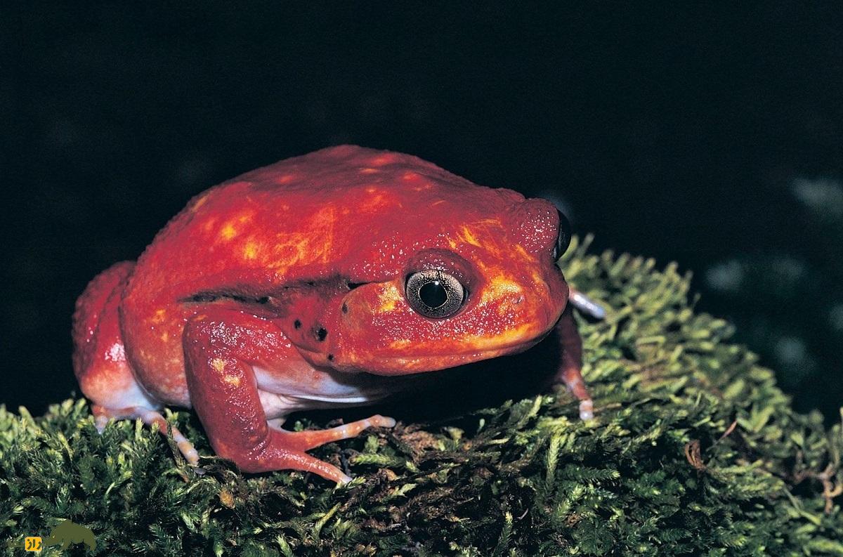 قورباغهی گوجهای؛ قورباغهای شبیه گوجه فرنگی که بدنش را پف میکند و از پوستش ماده سمی ترشح میکند قورباغهی گوجهای