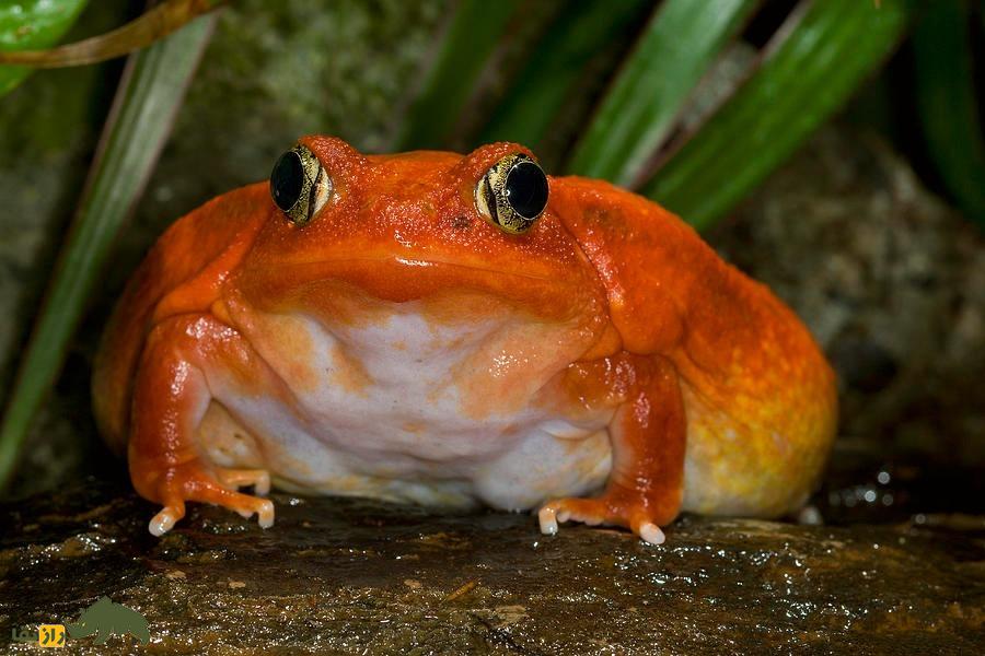 قورباغهی گوجهای؛ قورباغهای شبیه گوجه فرنگی که بدنش را پف میکند و از پوستش ماده سمی ترشح میکند قورباغهی گوجهای