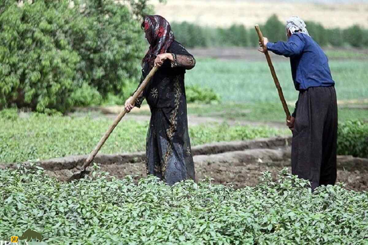 کشت کُرتاچ؛ ابتکار کشاورزان کهگیلویه برای سبزیکاری در دل خاکهای فقیر و شور جنوب غرب ایران کشت کُرتاچ؛ ابتکار کشاورزان کهگیلویه برای سبزیکاری در دل خاکهای فقیر و شور جنوب غرب ایران