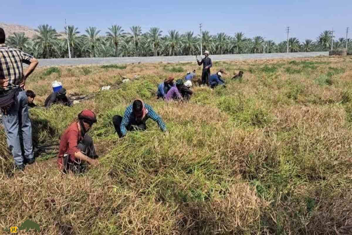 کشت کُرتاچ؛ ابتکار کشاورزان کهگیلویه برای سبزیکاری در دل خاکهای فقیر و شور جنوب غرب ایران کشت کُرتاچ؛ ابتکار کشاورزان کهگیلویه برای سبزیکاری در دل خاکهای فقیر و شور جنوب غرب ایران