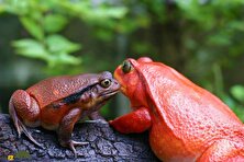 قورباغه‌ی گوجه‌ای؛ قورباغه‌ای شبیه گوجه فرنگی که بدنش را پف می‌کند و از پوستش سم ترشح می‌کند