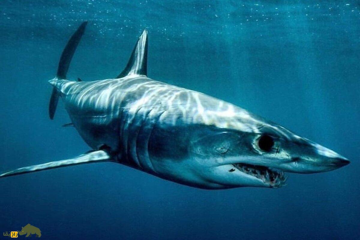 ماکوی سیاه؛ کشف کوسه‌ای تیره‌رنگ با ویژگی‌های غیرعادی که دانشمندان را حیرت‌زده کرد