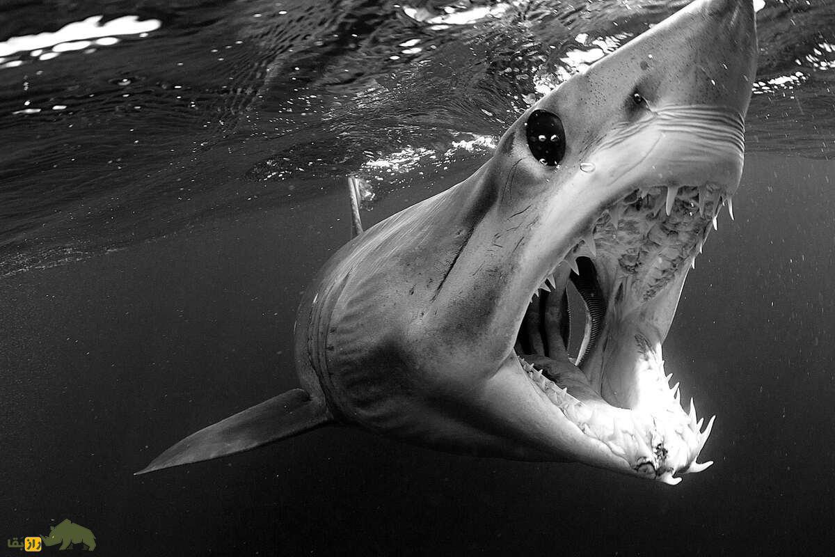 ماکوی سیاه؛ کشف کوسه‌ای تیره‌رنگ با ویژگی‌های غیرعادی که دانشمندان را حیرت‌زده کرد