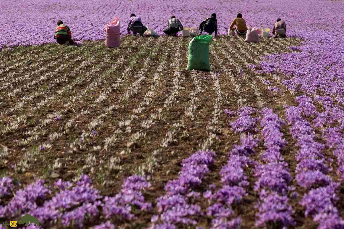 کشت زعفران در شورهزارهای آران و بیدگل؛ چگونه خاک نمکی کویر به طلای سرخ تبدیل شد؟ کشت زعفران در شورهزارهای آران و بیدگل؛ چگونه خاک نمکی کویر به طلای سرخ تبدیل شد؟