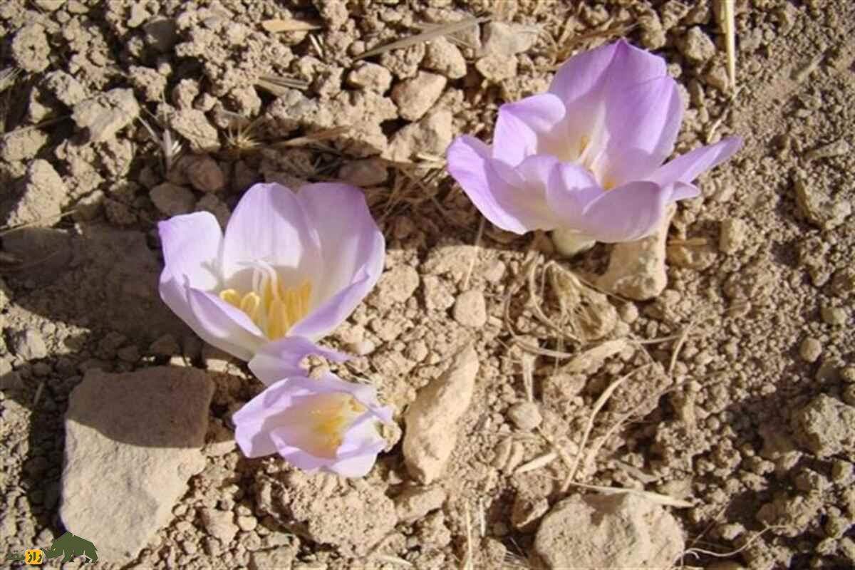 کشت زعفران در شورهزارهای آران و بیدگل؛ چگونه خاک نمکی کویر به طلای سرخ تبدیل شد؟ کشت زعفران در شورهزارهای آران و بیدگل؛ چگونه خاک نمکی کویر به طلای سرخ تبدیل شد؟