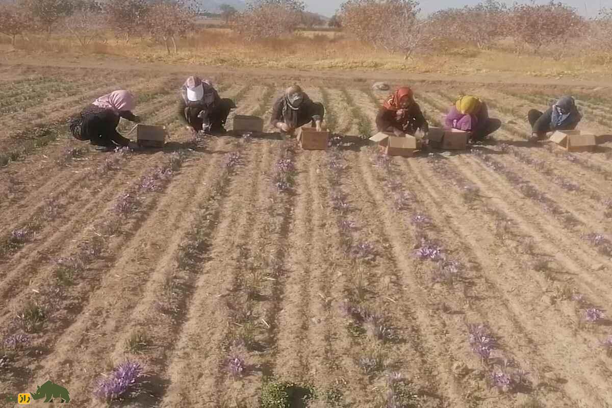 کشت زعفران در شورهزارهای آران و بیدگل؛ چگونه خاک نمکی کویر به طلای سرخ تبدیل شد؟ کشت زعفران در شورهزارهای آران و بیدگل؛ چگونه خاک نمکی کویر به طلای سرخ تبدیل شد؟