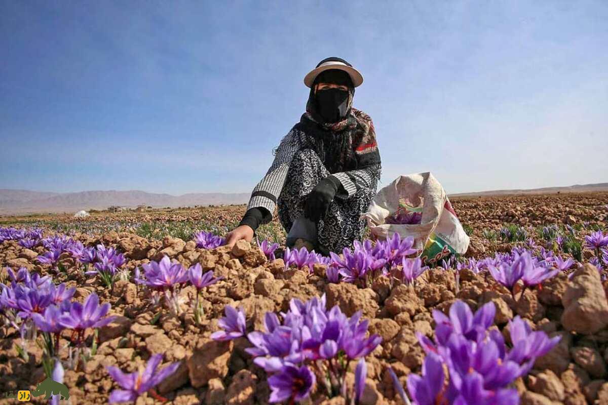 کشت زعفران در شورهزارهای آران و بیدگل؛ چگونه خاک نمکی کویر به طلای سرخ تبدیل شد؟ کشت زعفران در شورهزارهای آران و بیدگل؛ چگونه خاک نمکی کویر به طلای سرخ تبدیل شد؟