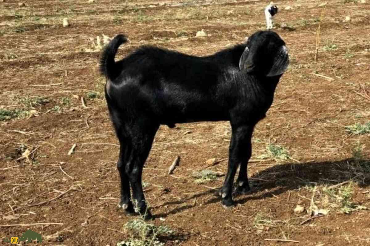 بز براری؛ نژاد مقاوم هند با گوشت لذیذ و ارزشمند که میتواند دامداران ایرانی را به سود بالا برساند بز براری؛ نژاد مقاوم هند با گوشت لذیذ و ارزشمند که میتواند دامداران ایرانی را به سود بالا برساند
