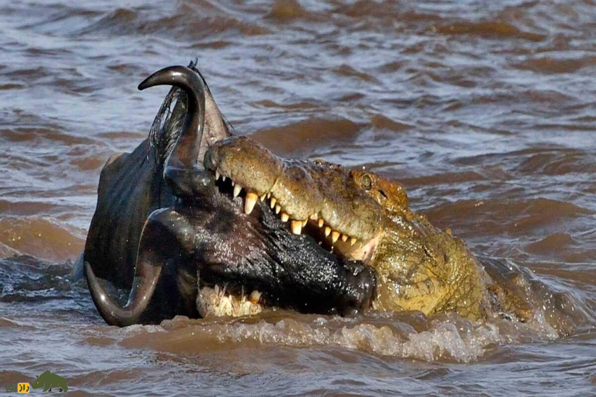 هنری؛ پیرترین تمساح دنیا با ۱۲۴ سال سن که از ۶ همسر بیش از ۱۰ هزار فرزند دارد و همچنان سالم است