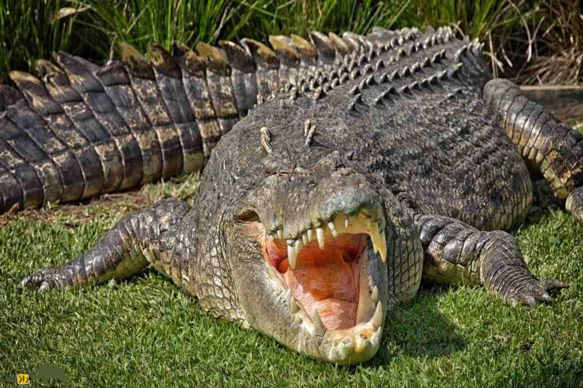 هنری، پیرترین تمساح دنیا با ۱۲۴ سال سن؛ از ۶ ماده بیش از ۱۰ هزار فرزند دارد و همچنان سالم است هنری، پیرترین تمساح دنیا با ۱۲۴ سال سن؛ از ۶ ماده بیش از ۱۰ هزار فرزند دارد و همچنان سالم است