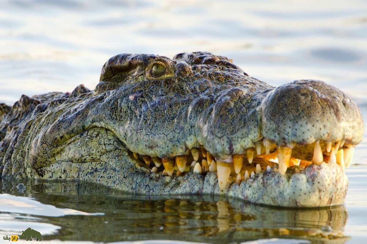 هنری، پیرترین تمساح دنیا با ۱۲۴ سال سن؛ از ۶ ماده بیش از ۱۰ هزار فرزند دارد و همچنان سالم است هنری، پیرترین تمساح دنیا با ۱۲۴ سال سن؛ از ۶ ماده بیش از ۱۰ هزار فرزند دارد و همچنان سالم است