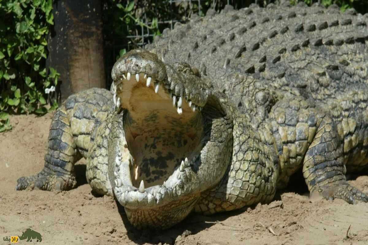 هنری، پیرترین تمساح دنیا با ۱۲۴ سال سن؛ از ۶ ماده بیش از ۱۰ هزار فرزند دارد و همچنان سالم است هنری، پیرترین تمساح دنیا با ۱۲۴ سال سن؛ از ۶ ماده بیش از ۱۰ هزار فرزند دارد و همچنان سالم است