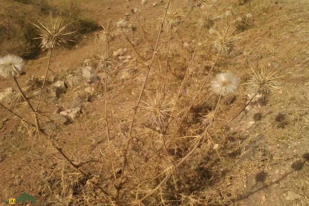 شکرتیغال؛ گیاهی دارویی که حاصل ترکیب آبدهان سوسک خزوک و گیاه تیغال است و سرفه را درمان میکند شکرتیغال؛ گیاهی دارویی که حاصل ترکیب آبدهان سوسک خزوک و گیاه تیغال است و سرفه را درمان میکند