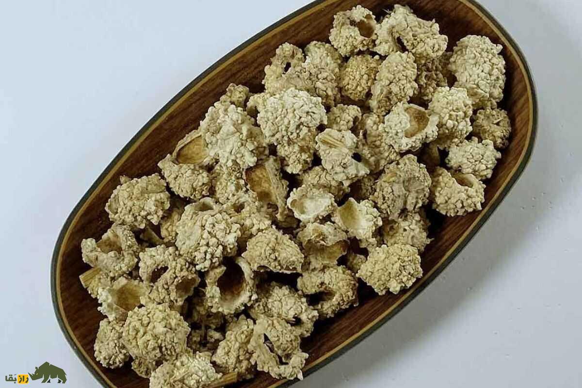 شکرتیغال؛ گیاهی دارویی که حاصل ترکیب آبدهان سوسک خزوک و گیاه تیغال است و سرفه را درمان میکند شکرتیغال؛ گیاهی دارویی که حاصل ترکیب آبدهان سوسک خزوک و گیاه تیغال است و سرفه را درمان میکند