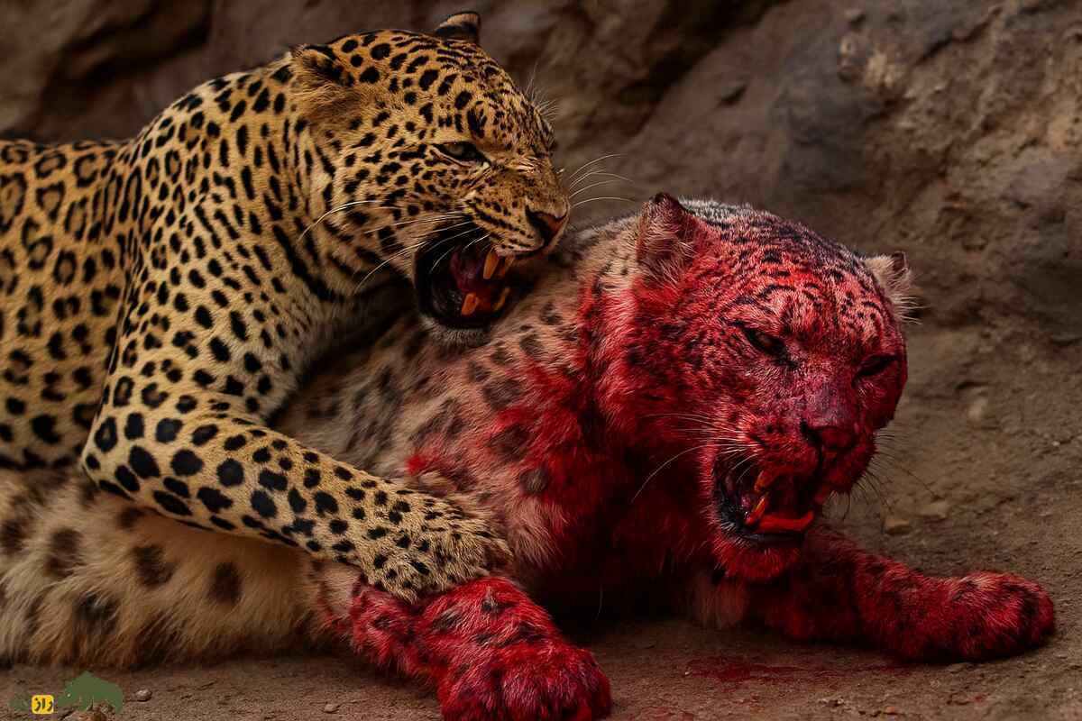 مبارزه نفسگیر پلنگ برفی و پلنگ معمولی؛ کدام شکارچی قویتر است و در نبرد تنبهتن برنده میشود؟