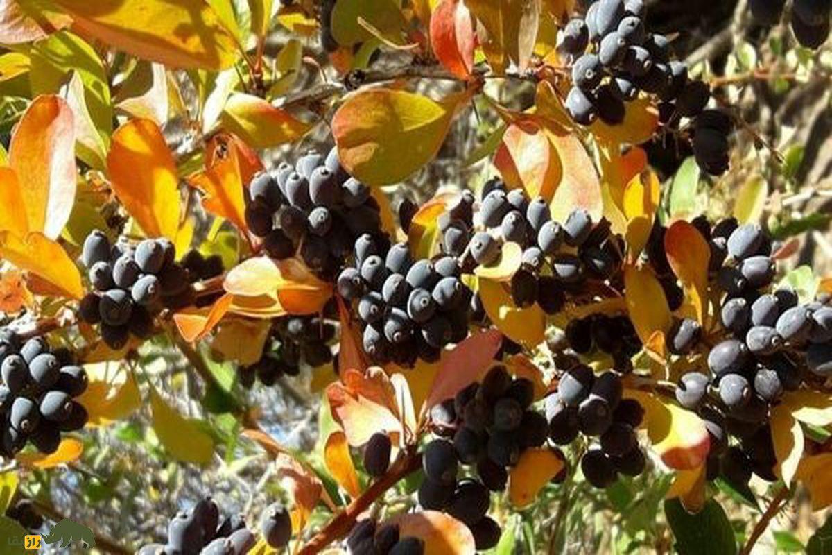 زرشک سیاه؛ گنجینه گم‌شده خراسان که از زعفران هم نایاب‌تر است