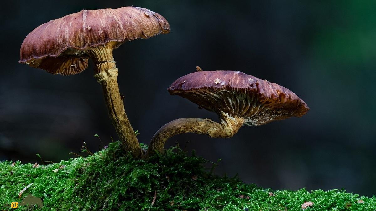 قارچ غول‌پیکر