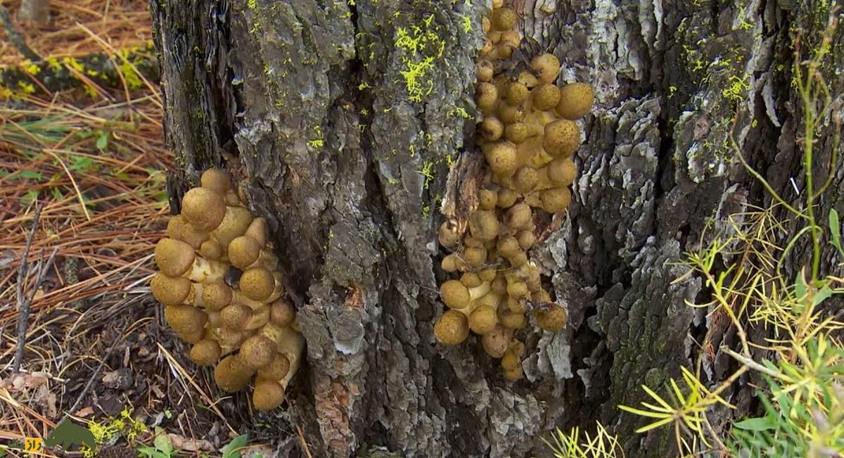 قارچ غول‌پیکر