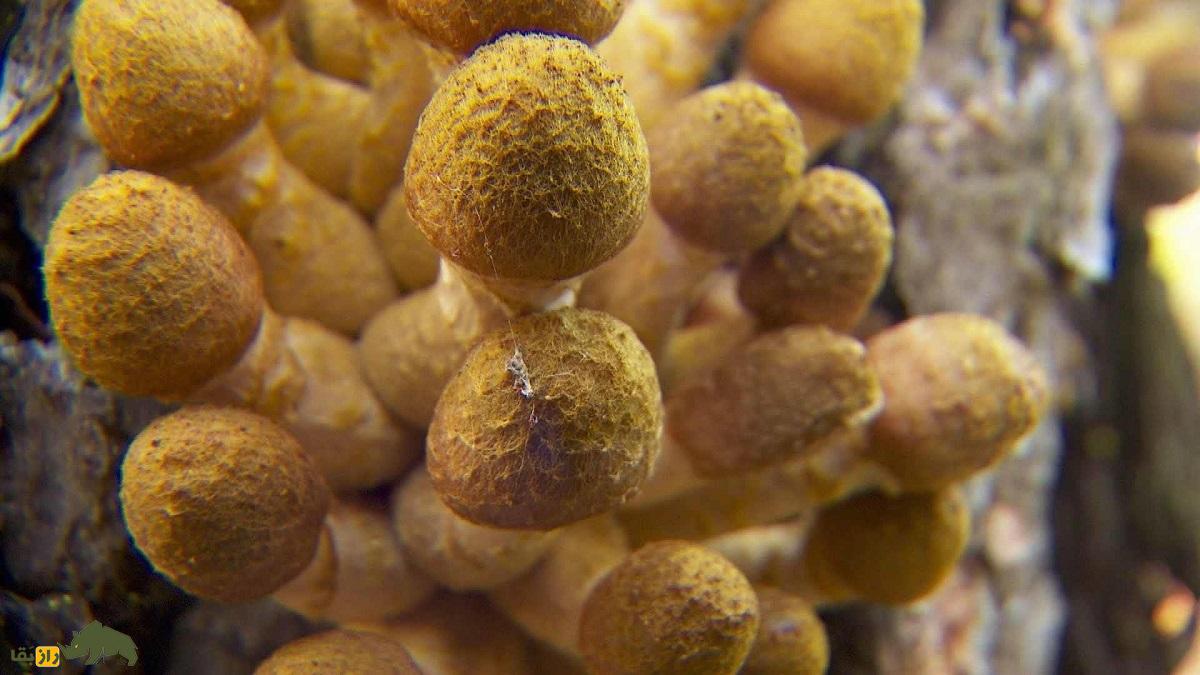 قارچ غول‌پیکر