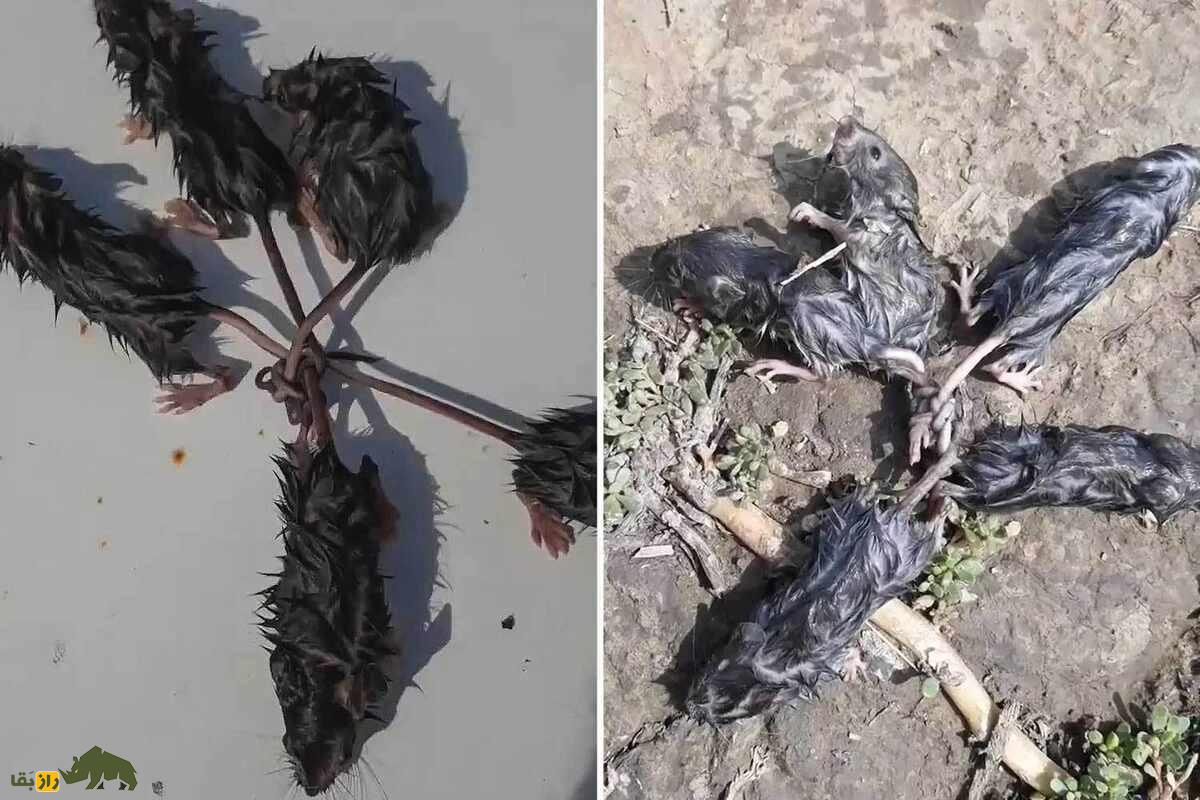 شاهموش؛ موجود چندسرِ واقعی که با دمهای گرهخورده، نماد طاعون، مرگ و وحشت است شاهموش؛ موجود چندسرِ واقعی که با دمهای گرهخورده، نماد طاعون، مرگ و وحشت است