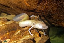 جانور عجیب و مرموزی که طی هفت سال، یک میلی‌متر هم تکان نخورد!