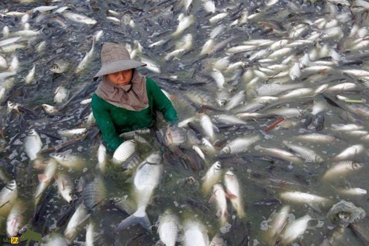 پرورش ماهی تیلاپیا در استخر‌های شور ورزنه؛ آیا آب شور هم می‌تواند سفره‌ساز باشد؟