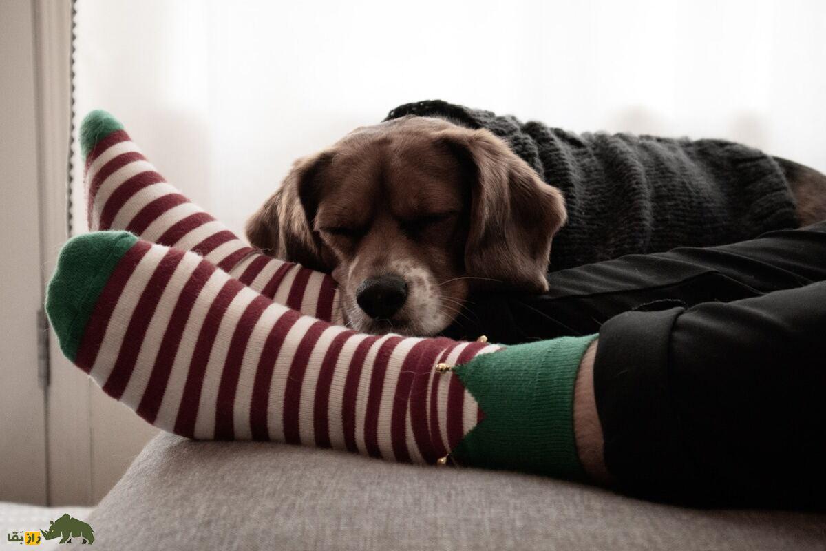 چرا سگ‌ها عاشق بوی جوراب کثیف‌اند؟ پشت پرده یک علاقه عجیب!