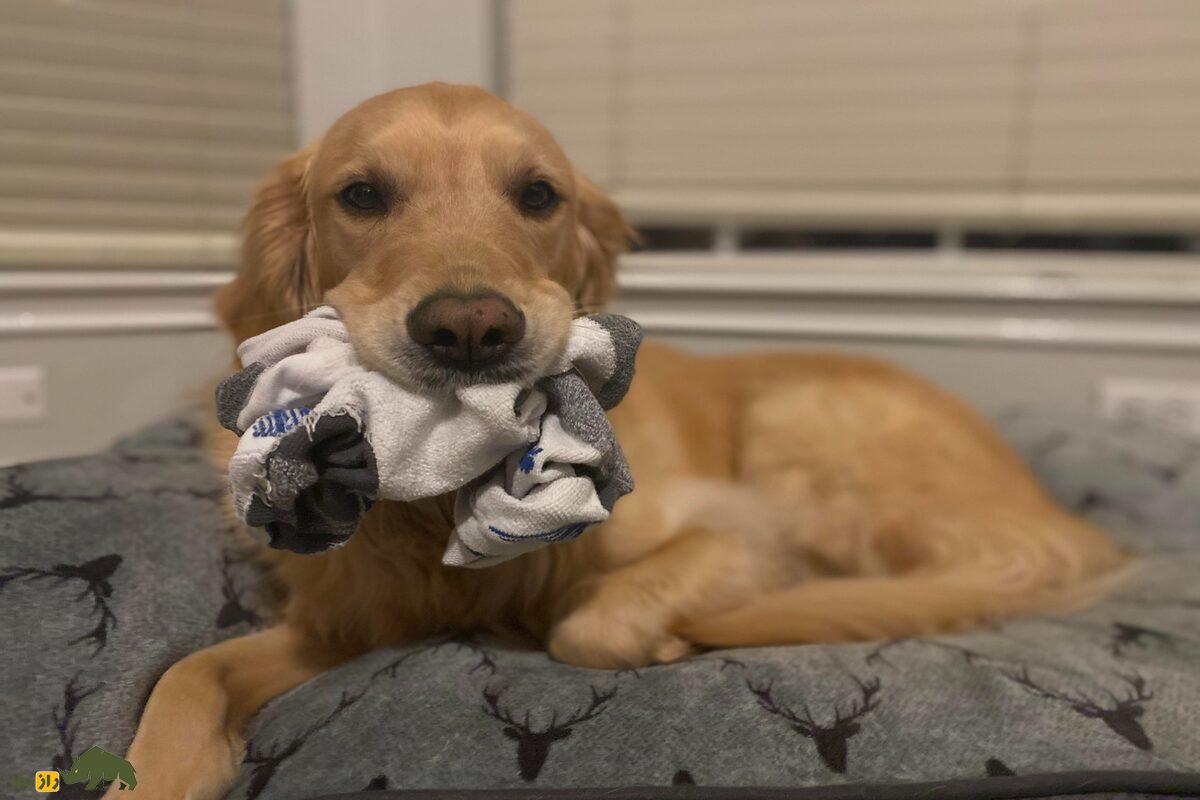 چرا سگ‌ها عاشق بوی جوراب کثیف‌اند؟ پشت پرده یک علاقه عجیب!