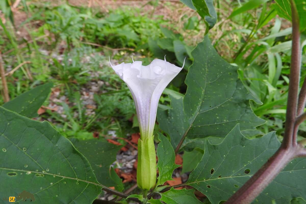 داتورا یا گل دیوانه؛ سمیترین گیاه دارویی دنیا با خواص دارویی، توهمزا و مرگآور داتورا یا گل دیوانه؛ سمیترین گیاه دارویی دنیا با خواص دارویی، توهمزا و مرگآور