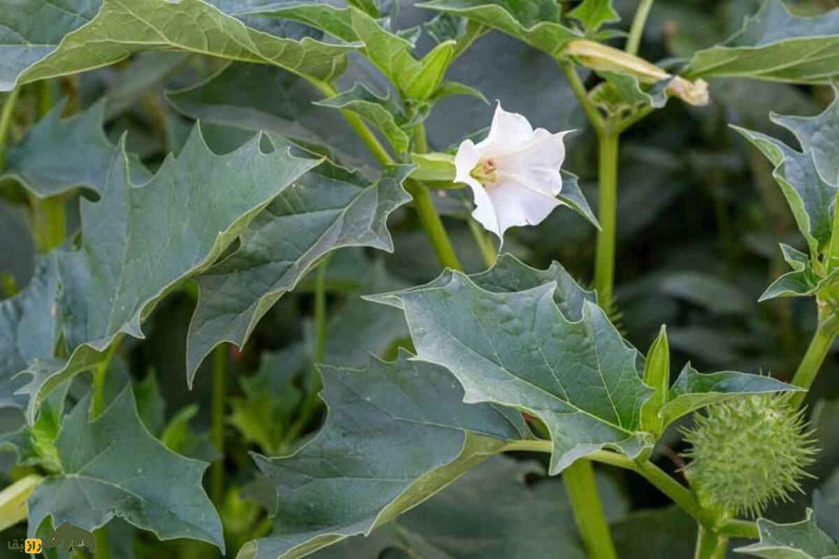 داتورا یا گل دیوانه؛ سمیترین گیاه دارویی دنیا با خواص دارویی، توهمزا و مرگآور داتورا یا گل دیوانه؛ سمیترین گیاه دارویی دنیا با خواص دارویی، توهمزا و مرگآور