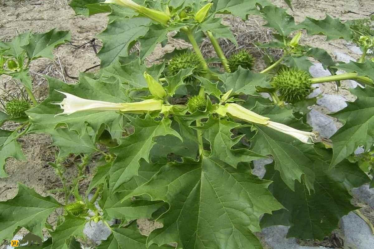 داتورا یا گل دیوانه؛ سمیترین گیاه دارویی دنیا با خواص دارویی، توهمزا و مرگآور داتورا یا گل دیوانه؛ سمیترین گیاه دارویی دنیا با خواص دارویی، توهمزا و مرگآور