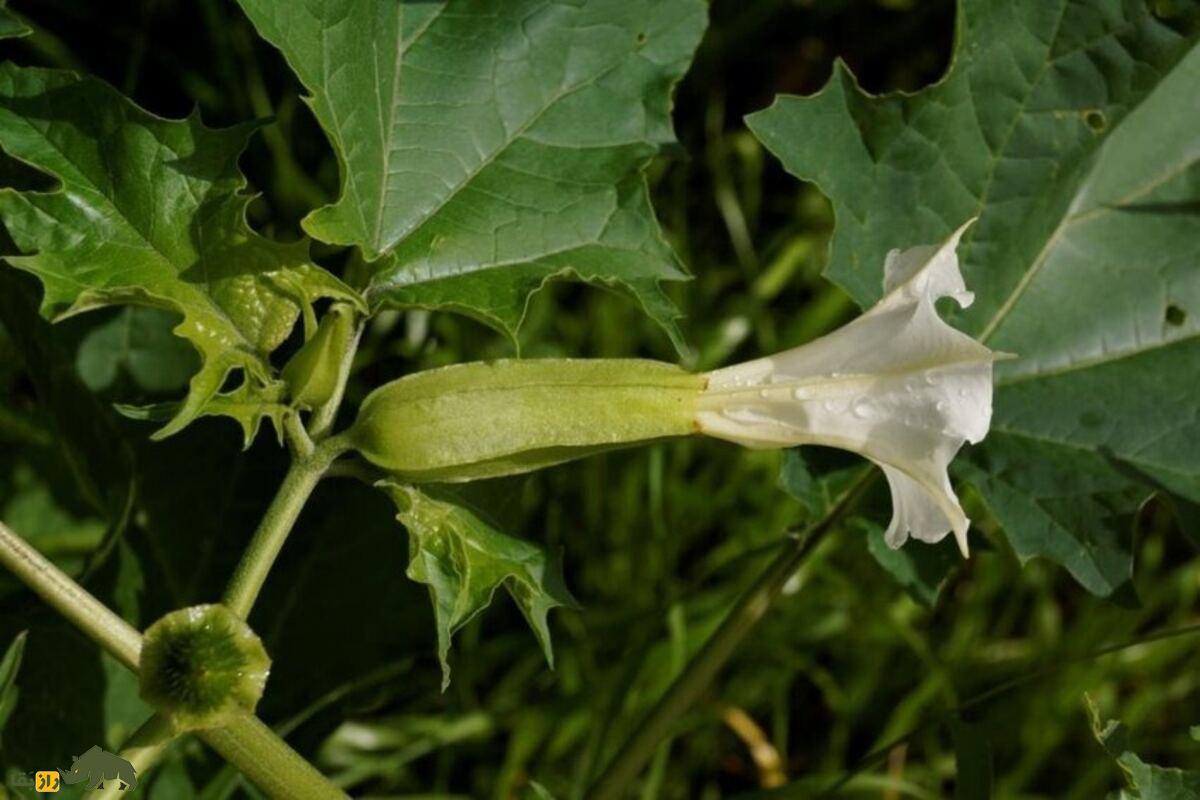 داتورا یا گل دیوانه؛ سمیترین گیاه دارویی دنیا با خواص دارویی، توهمزا و مرگآور داتورا یا گل دیوانه؛ سمیترین گیاه دارویی دنیا با خواص دارویی، توهمزا و مرگآور