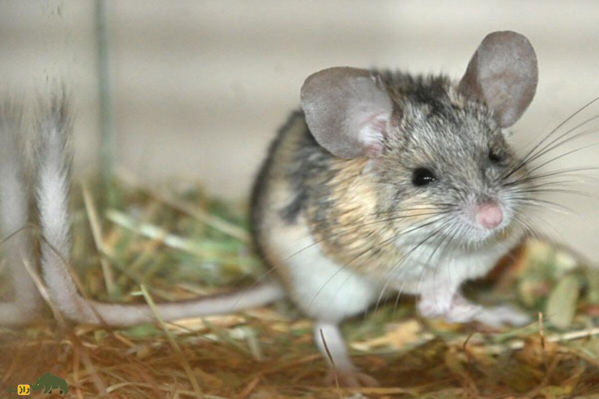 زیباموش زاگرسی؛ جونده‌ای که به خاطر داشتن دم‌بلند توانسته در کوه‌های زاگرس زنده بماند