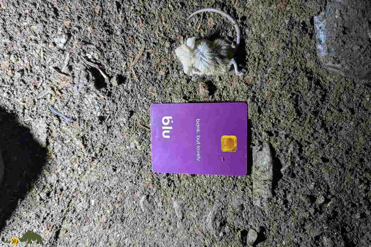 زیباموش زاگرسی؛ جوندهای که دمبلندش راز بقایش در کوههای زاگرس است! زیباموش زاگرسی؛ جوندهای که دمبلندش راز بقایش در کوههای زاگرس است!