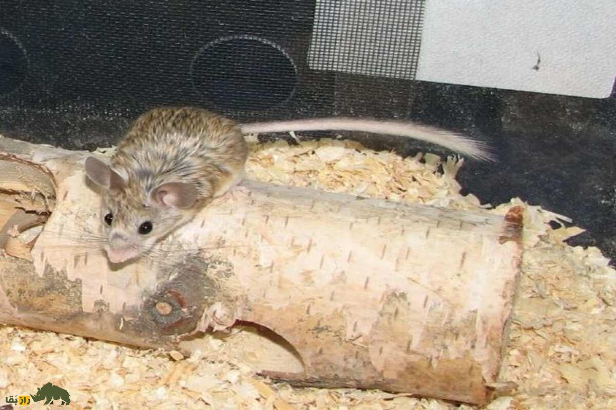 زیباموش زاگرسی؛ جوندهای که دمبلندش راز بقایش در کوههای زاگرس است! زیباموش زاگرسی؛ جوندهای که دمبلندش راز بقایش در کوههای زاگرس است!