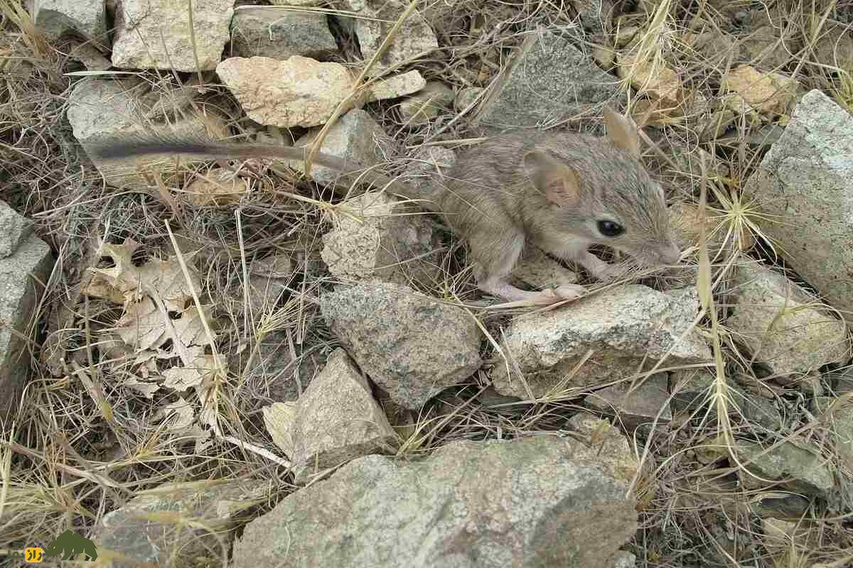زیباموش زاگرسی؛ جوندهای که دمبلندش راز بقایش در کوههای زاگرس است! زیباموش زاگرسی؛ جوندهای که دمبلندش راز بقایش در کوههای زاگرس است!