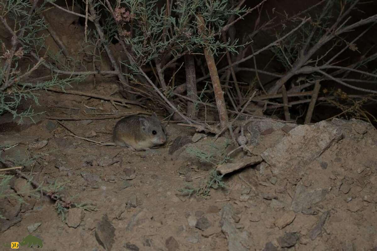 زیباموش زاگرسی؛ جوندهای که دمبلندش راز بقایش در کوههای زاگرس است! زیباموش زاگرسی؛ جوندهای که دمبلندش راز بقایش در کوههای زاگرس است!