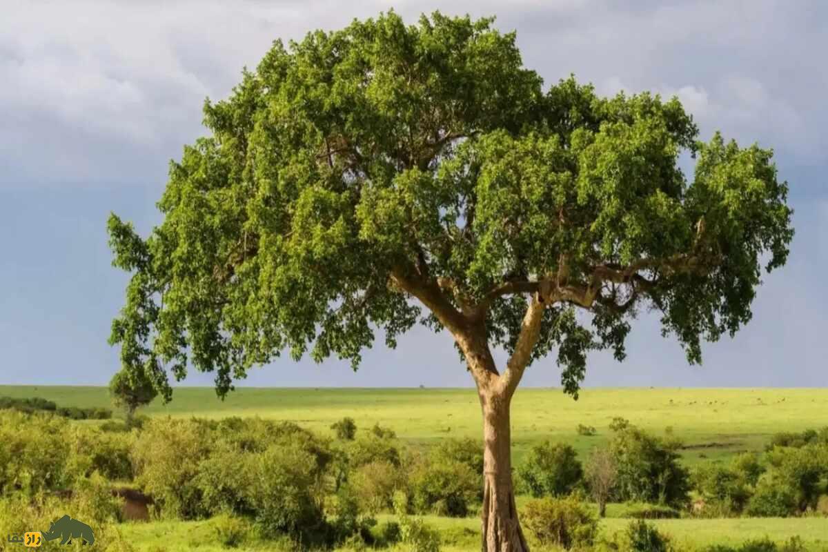 انجیر آفریقایی؛ عجیب‌ترین درخت دنیا که هوا را به سنگ تبدیل می‌کند!