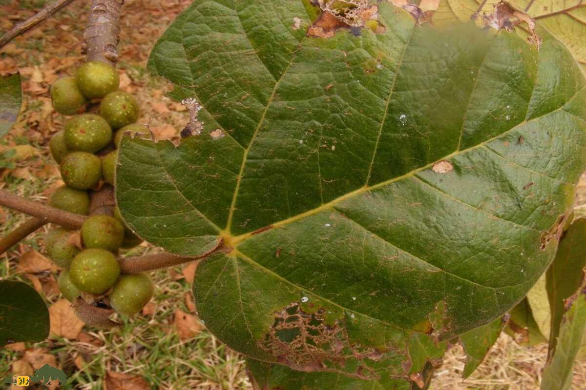 انجیر آفریقایی؛ عجیب‌ترین درخت دنیا که هوا را به سنگ تبدیل می‌کند!