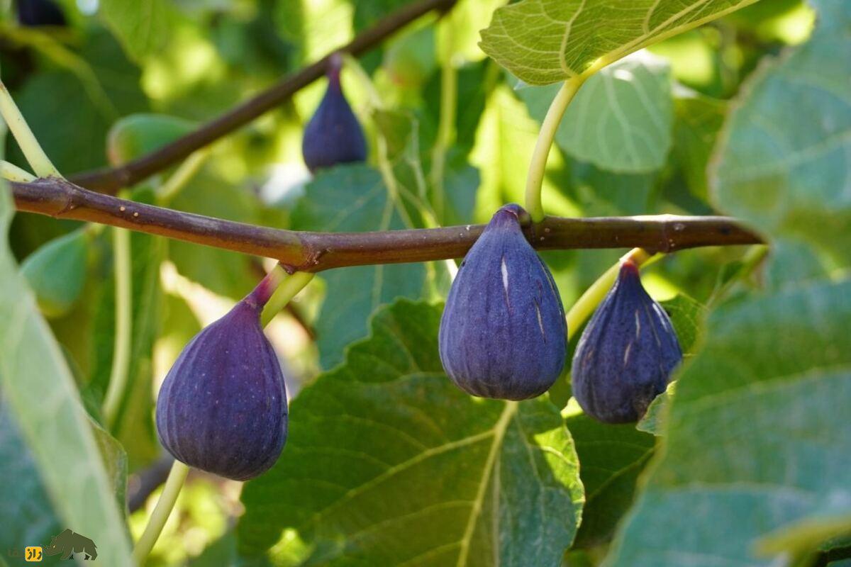 انجیر آفریقایی؛ عجیب‌ترین درخت دنیا که هوا را به سنگ تبدیل می‌کند!