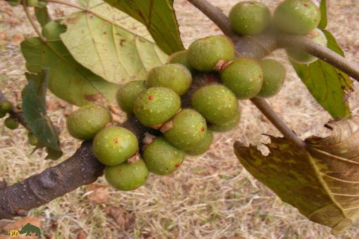 انجیر آفریقایی؛ عجیب‌ترین درخت دنیا که هوا را به سنگ تبدیل می‌کند!
