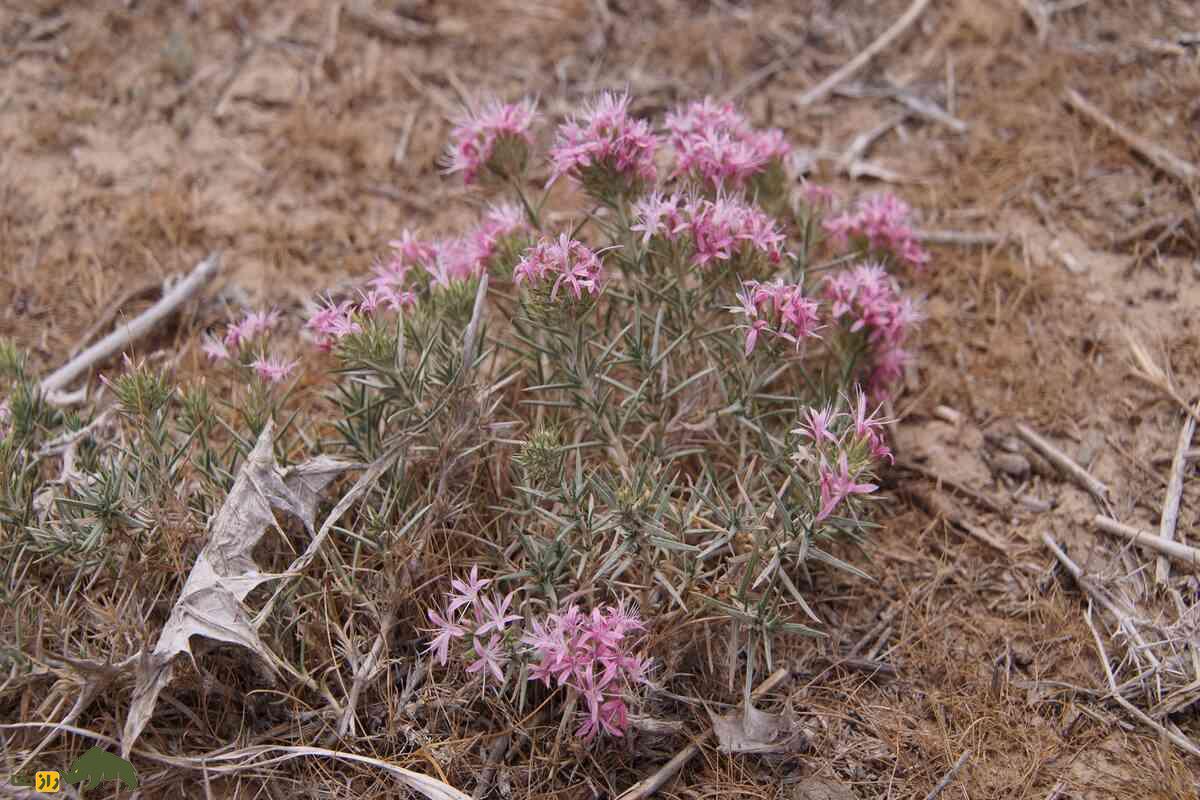 چوبک ایرانی؛ گونه‌ای از چوبک که تنها در ایران رشد می‌کند و ریشه‌اش در ساخت صابون سنتی کاربرد دارد