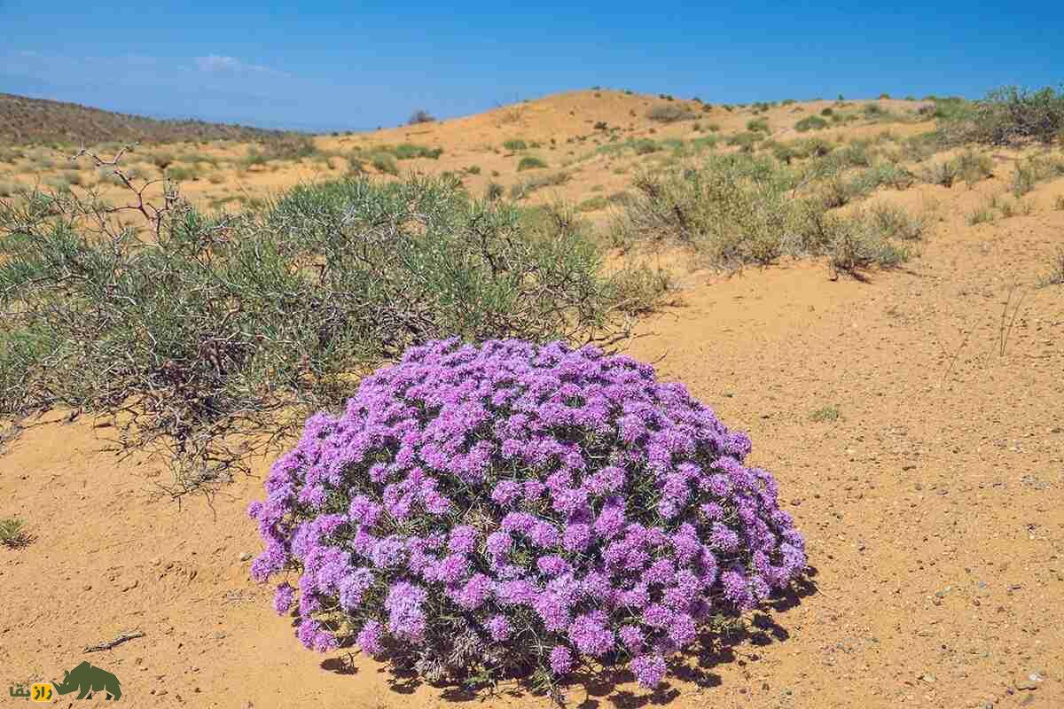 چوبک ایرانی؛ گونه‌ای از چوبک که تنها در ایران رشد می‌کند و ریشه‌اش در ساخت صابون سنتی کاربرد دارد