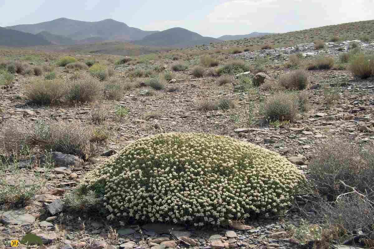 چوبک ایرانی؛ گونه‌ای از چوبک که تنها در ایران رشد می‌کند و ریشه‌اش در ساخت صابون سنتی کاربرد دارد
